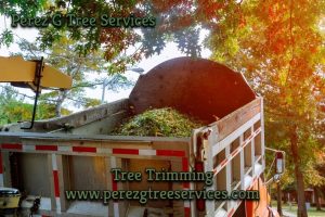 Quality Tree Trimming in Doraville, GA Professional Tree Trimming in Doraville, GA